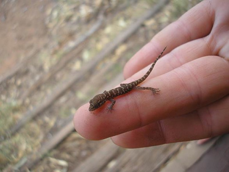 Карликовый геккон (Sphaerodactylus ariasae)